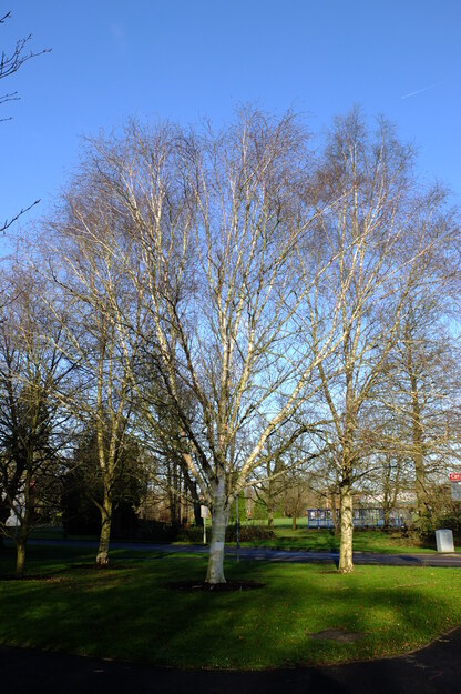 January tree photo