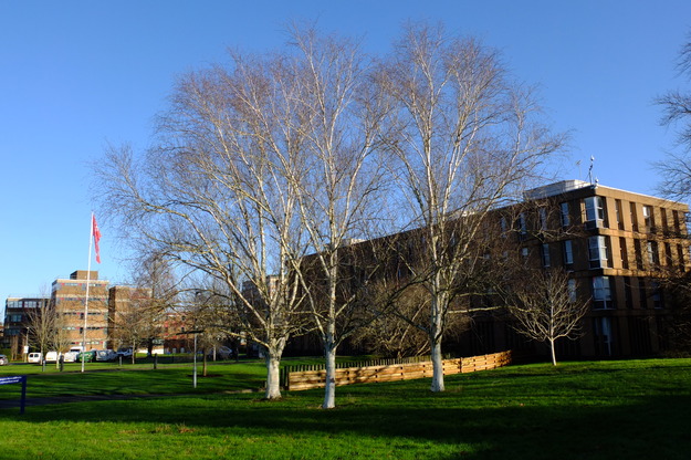 January tree photo