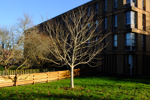 January tree photo