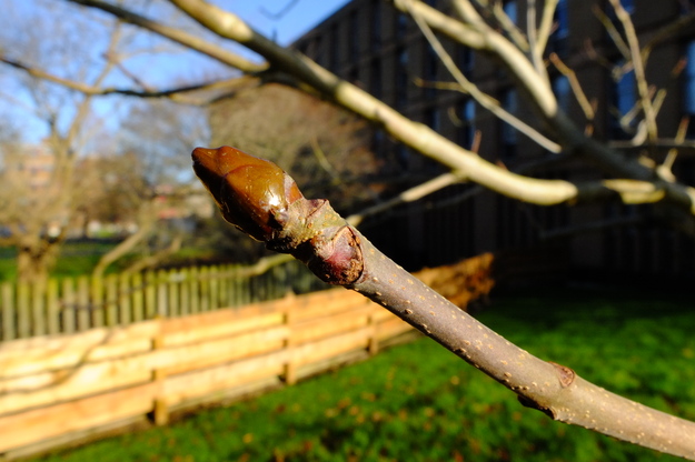 January close-up photo