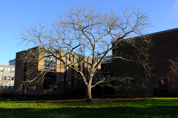 January tree photo