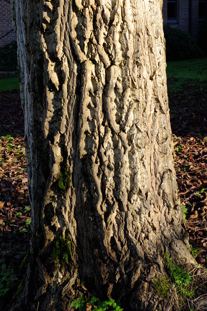 January close-up photo