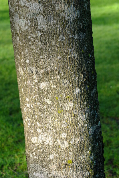 January close-up photo