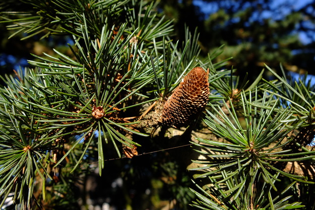 January close-up photo