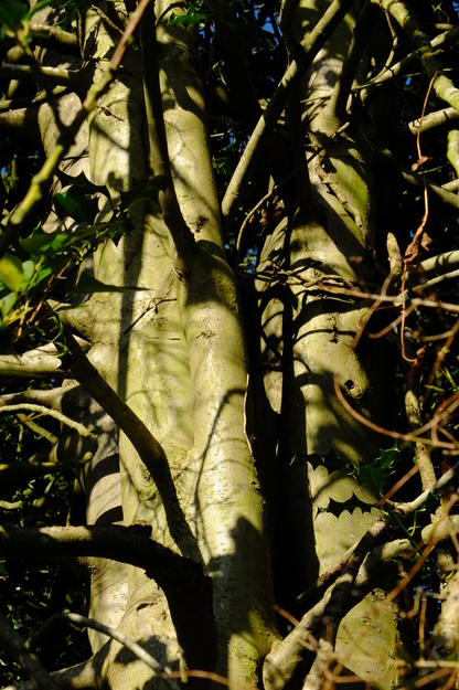 January close-up photo