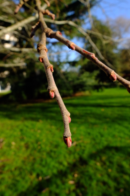 January close-up photo
