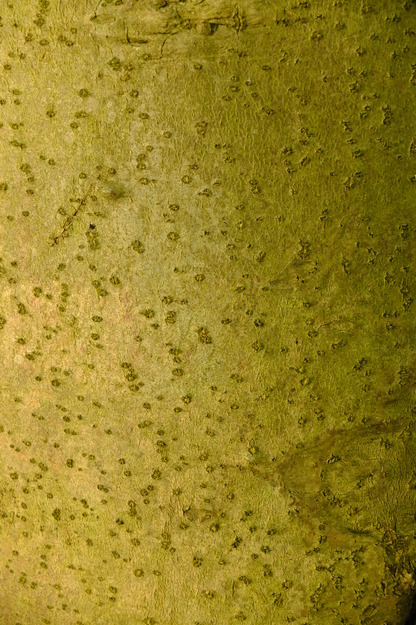 January close-up photo