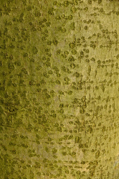 January close-up photo