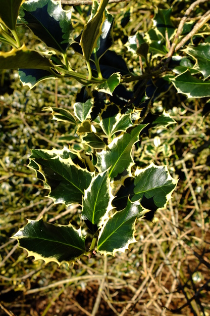 January close-up photo