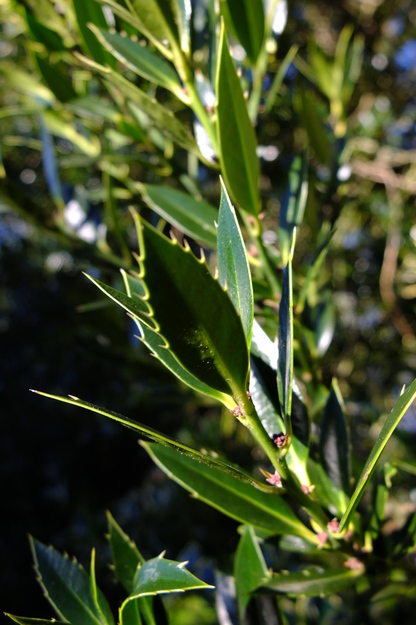 January close-up photo
