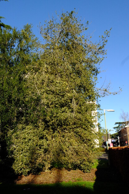 Library South tree photo