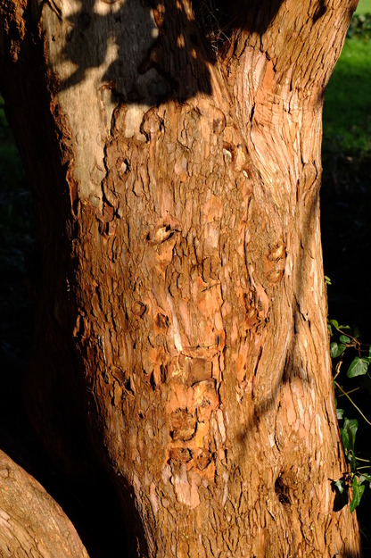January close-up photo