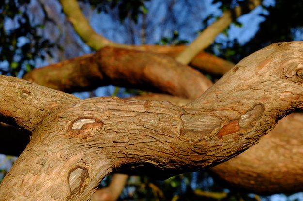 January close-up photo