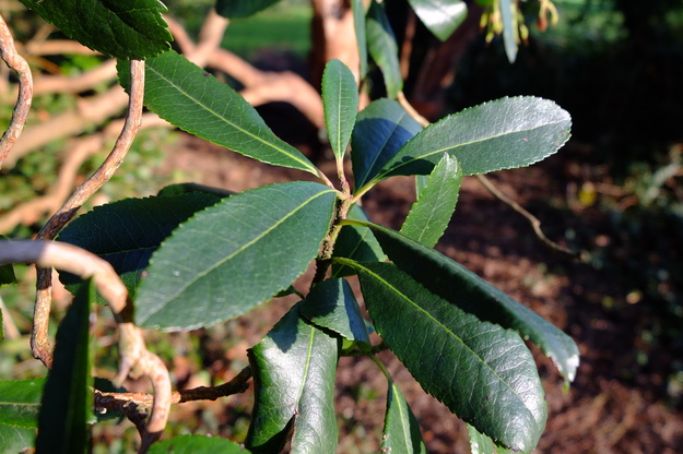 January close-up photo
