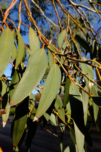 January close-up photo