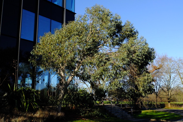 Hopkins East tree photo