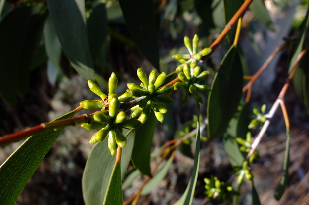 January close-up photo