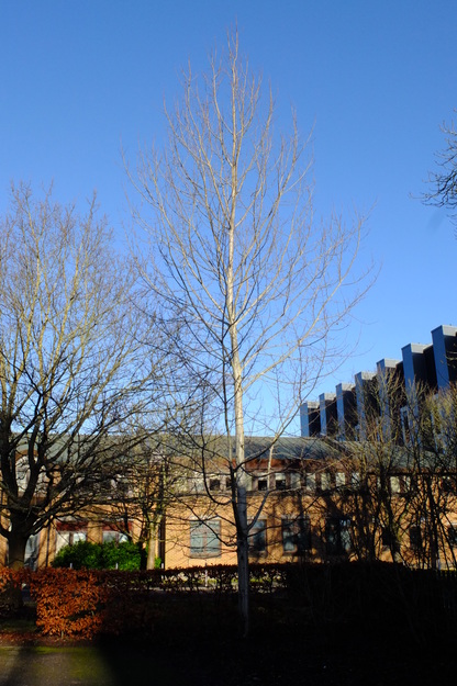 January tree photo