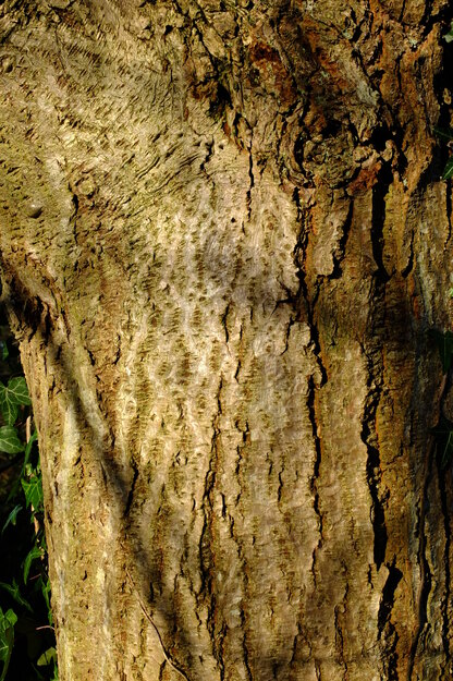 January close-up photo