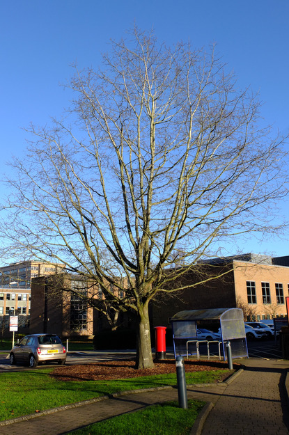 January tree photo