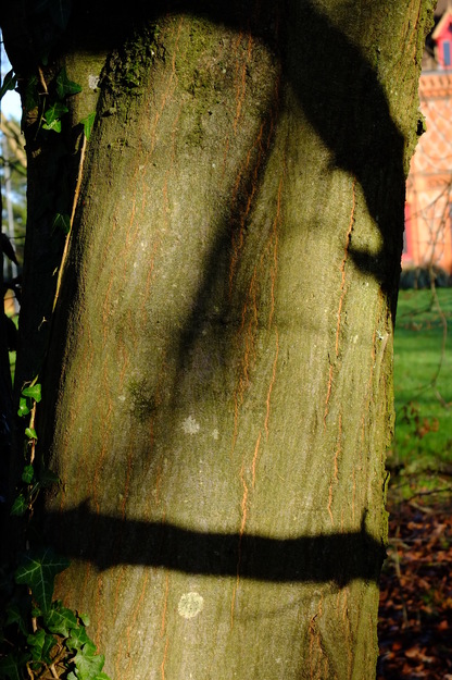 January close-up photo