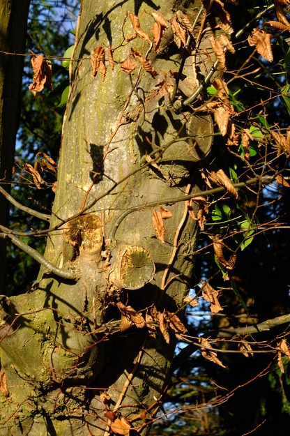 January close-up photo