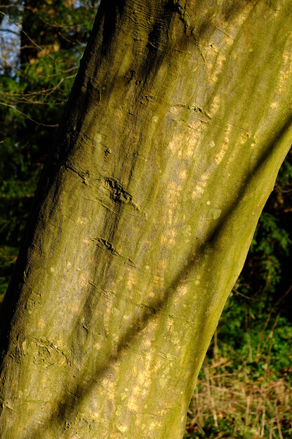 January close-up photo