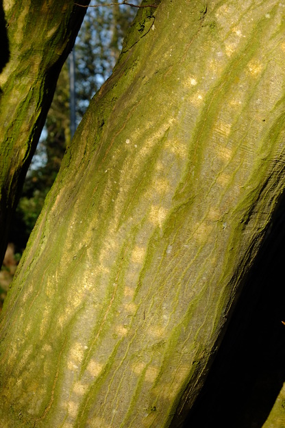 January close-up photo