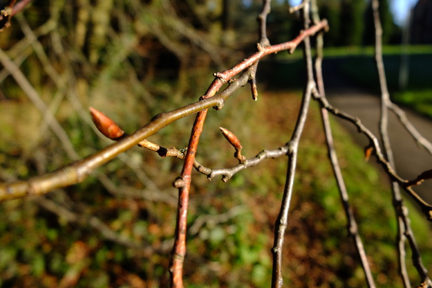 January close-up photo