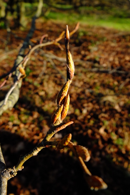 January close-up photo