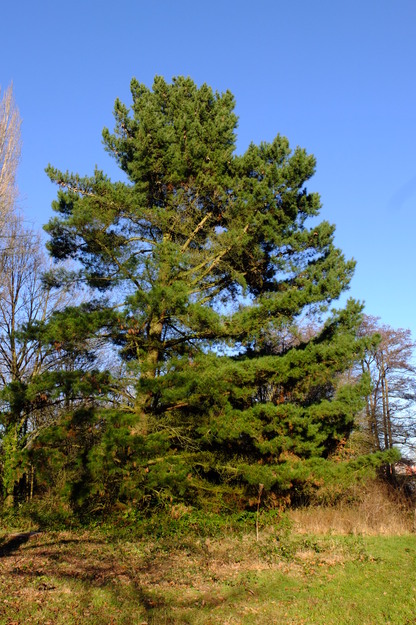 West lakeside tree photo