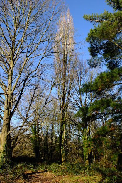 Green Walk tree photo