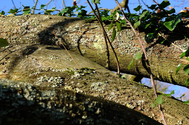 January close-up photo