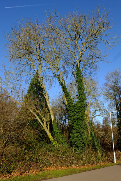 January tree photo