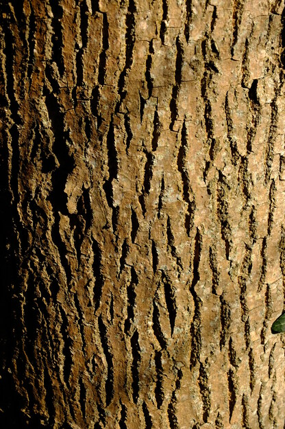 January close-up photo