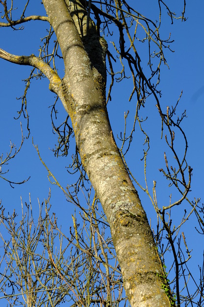 January close-up photo