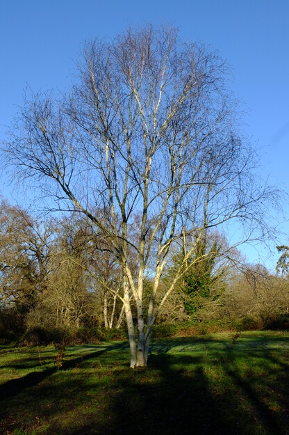January tree photo
