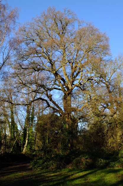 January tree photo