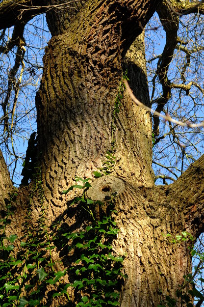 January close-up photo