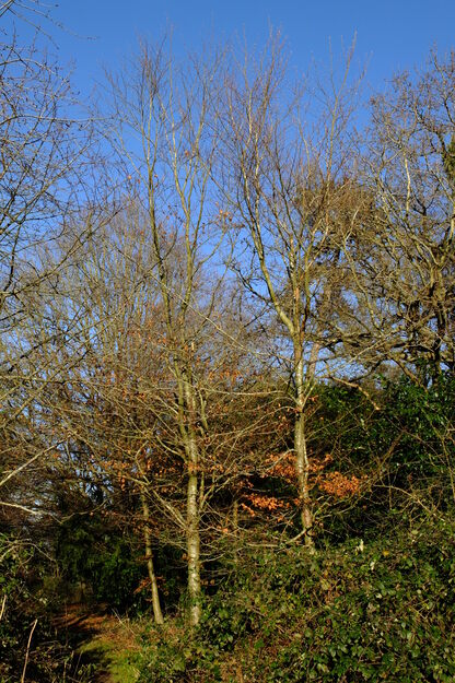 January tree photo