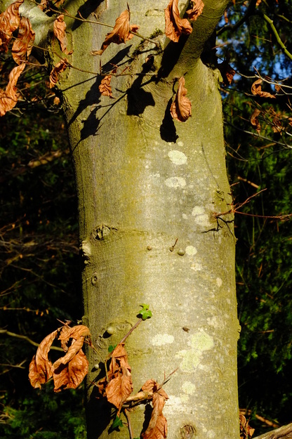 January close-up photo