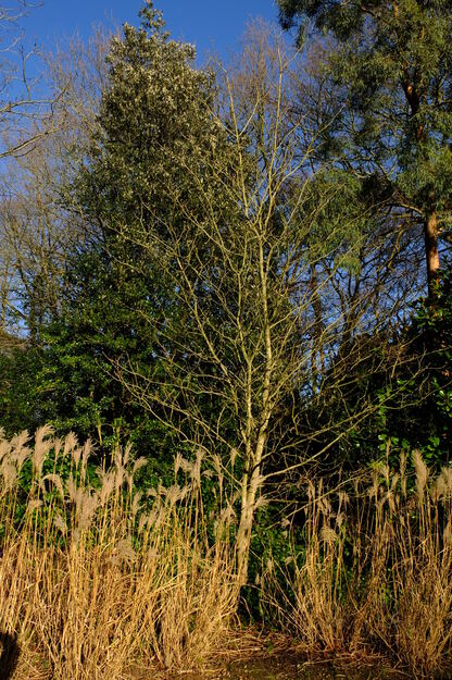 January tree photo