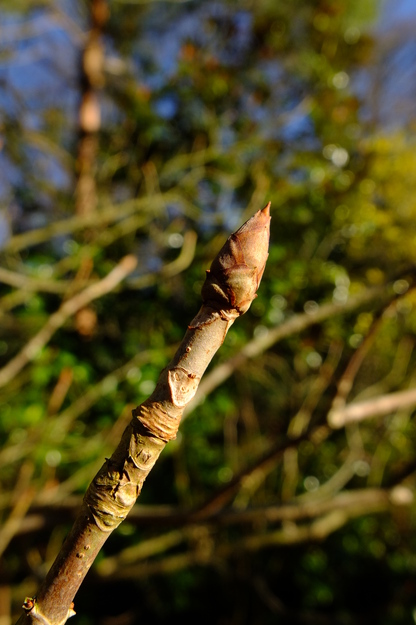 January close-up photo
