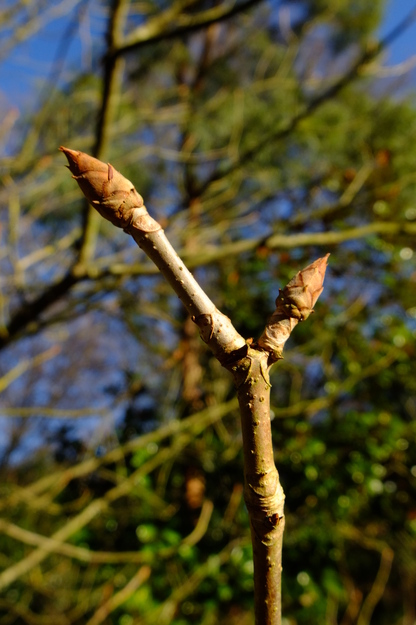 January close-up photo