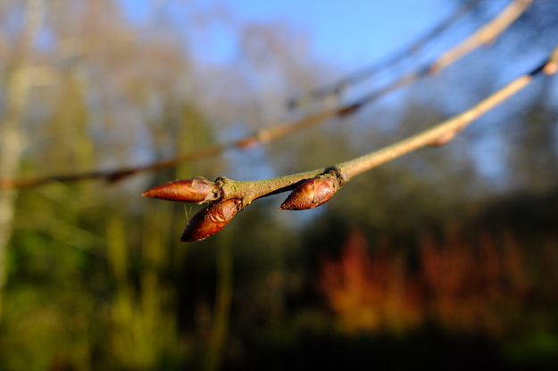 January close-up photo