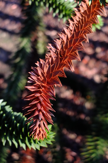 January close-up photo