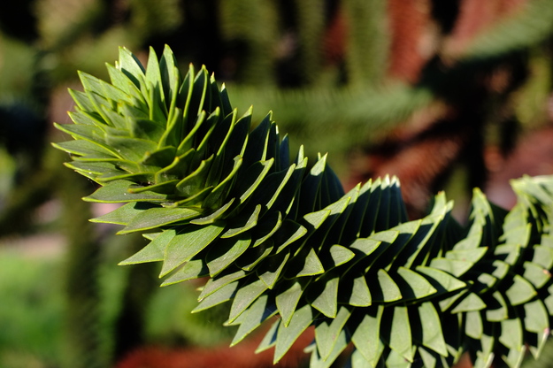 January close-up photo
