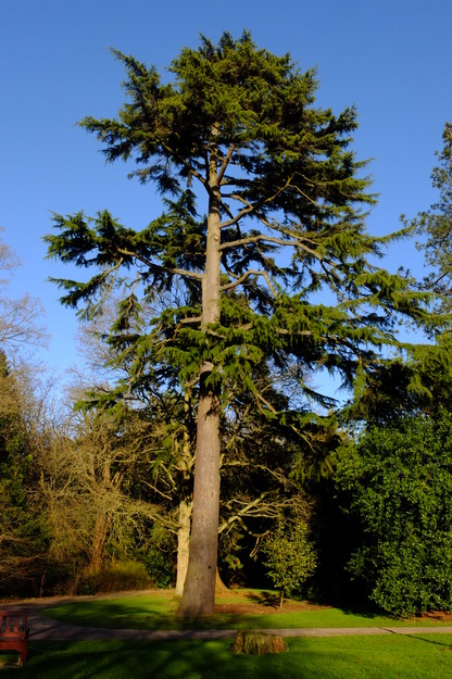 Photo of Cedrus deodara