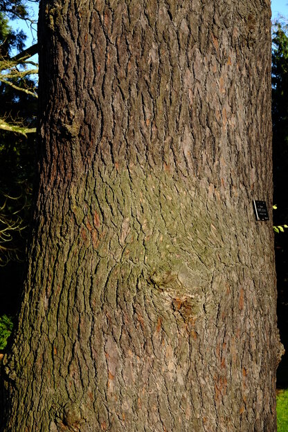 January close-up photo