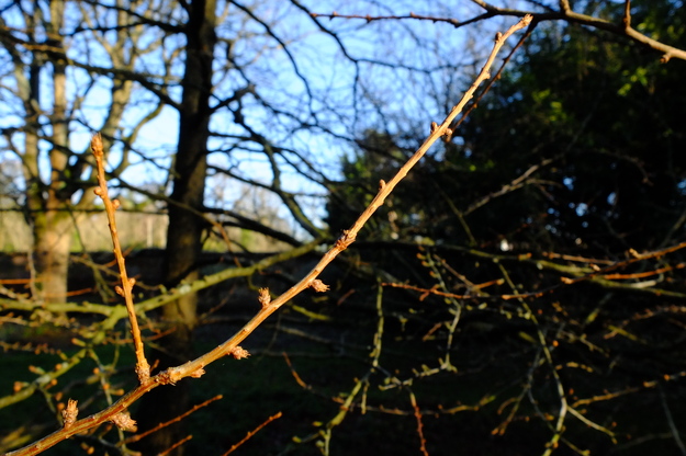 January close-up photo